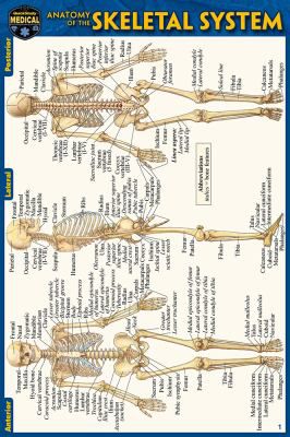 ANATOMY OF THE SKELETAL SYSTEM