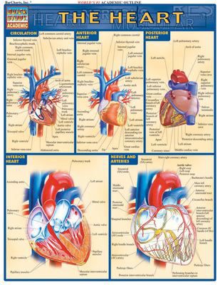 HEART